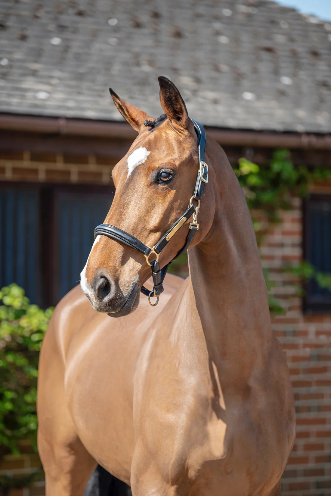 Henry James Saddlery - Comfort 3D air Headcollar