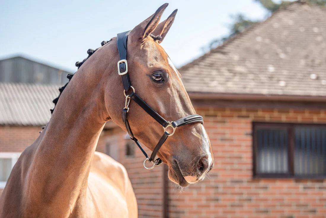 Henry James Saddlery - Comfort 3D air Headcollar