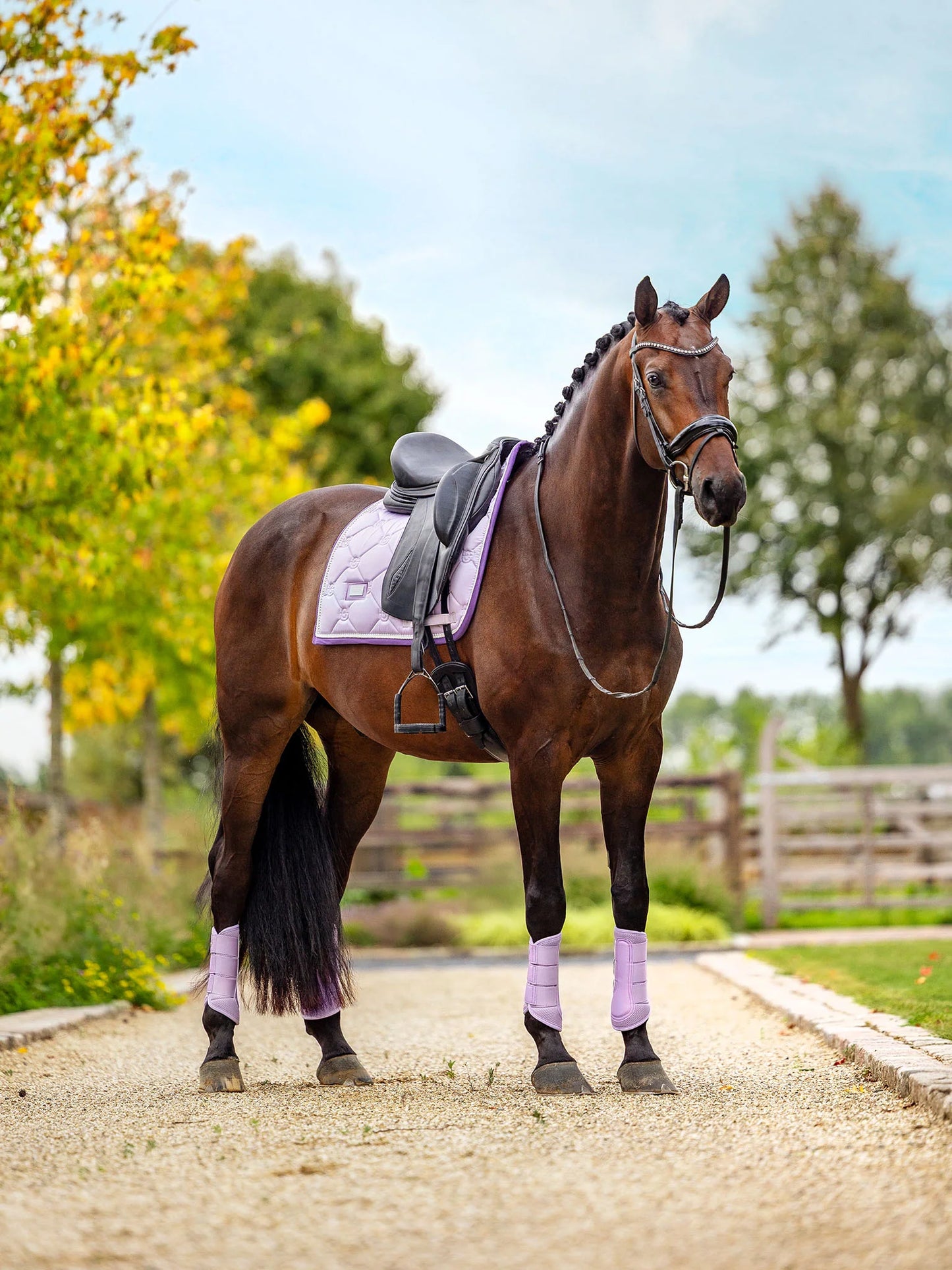 Equestrian Stockholm - Lavender Pearl Dressage