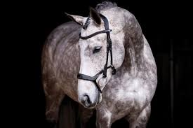 PS of Sweden - Pioneer Bridle