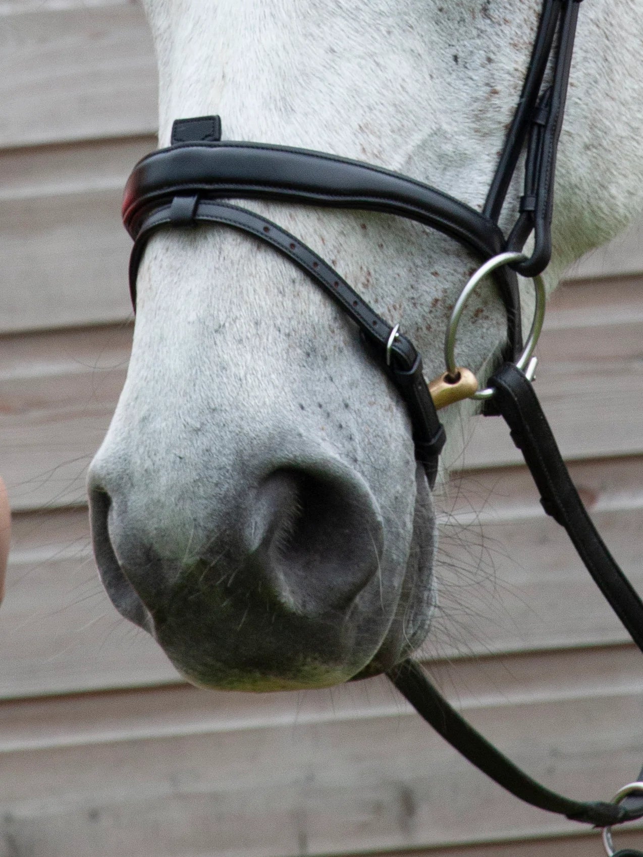 Henry James Saddlery -  Flash Bridle- Black Leather